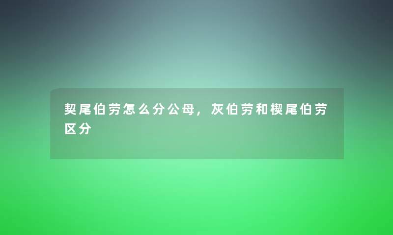 契尾伯劳怎么分公母,灰伯劳和楔尾伯劳区分