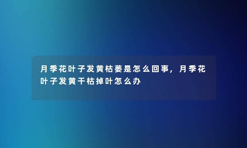 月季花叶子发黄枯萎是怎么回事,月季花叶子发黄干枯掉叶怎么办