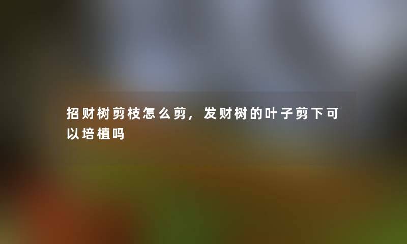 招财树剪枝怎么剪,发财树的叶子剪下可以培植吗