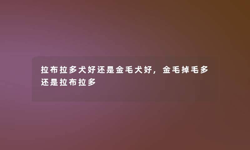 拉布拉多犬好还是金毛犬好,金毛掉毛多还是拉布拉多