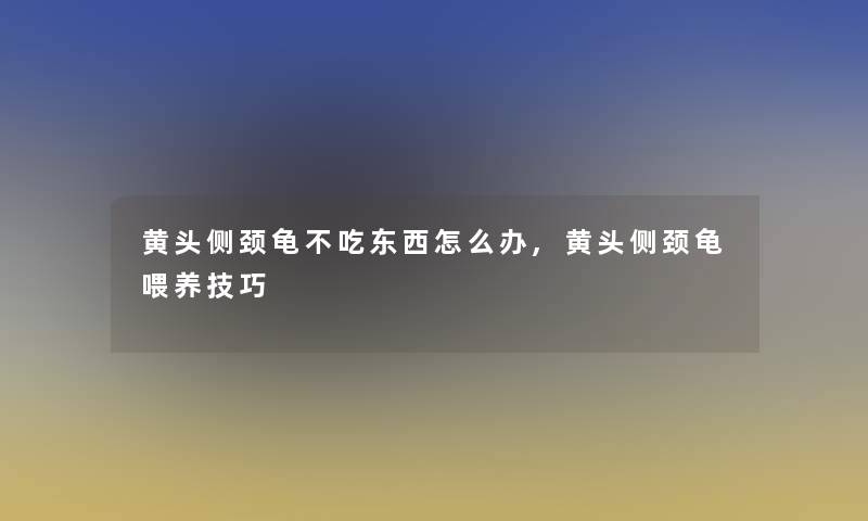 黄头侧颈龟不吃东西怎么办,黄头侧颈龟喂养技巧